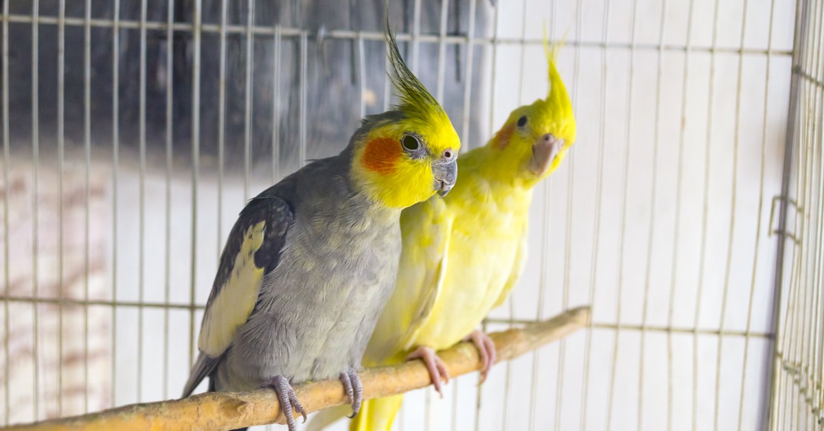 Spring Molting in Pet Birds: What to Expect and How to Help